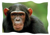 young chimp