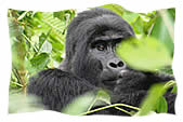 Gorilla at Bwindi